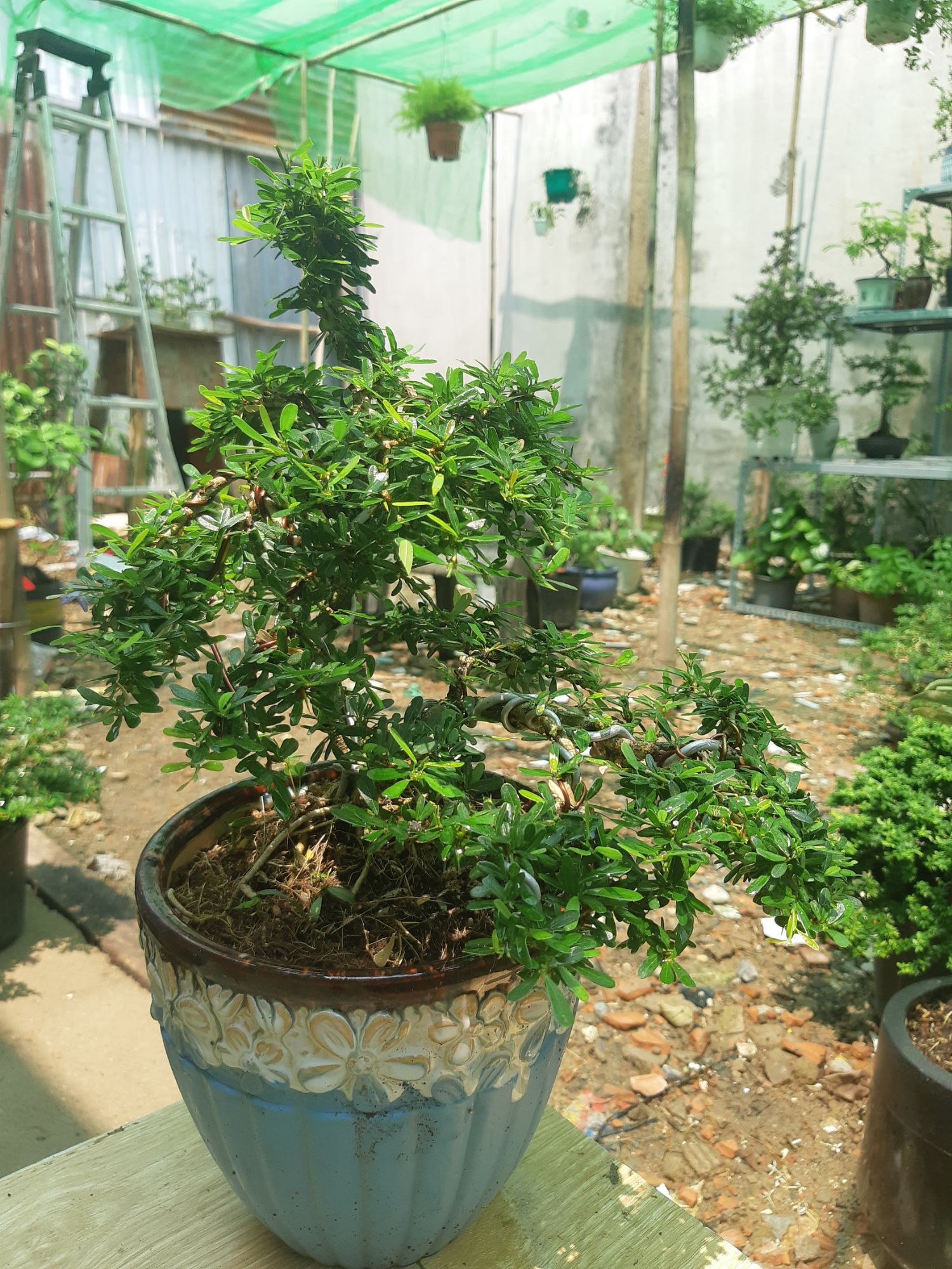 linh sam bonsai chậu đẹp