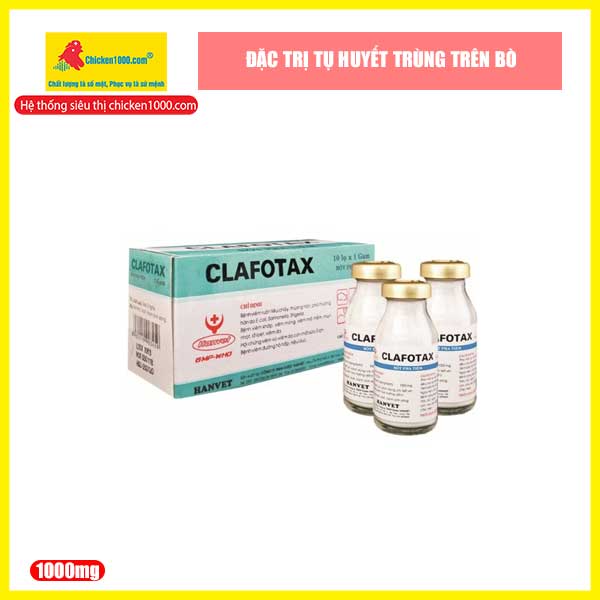 Thuốc thú y clafotax hanvet tiêu chảy do e.coli trên bò, heo, dê, cừu,chó,mèo