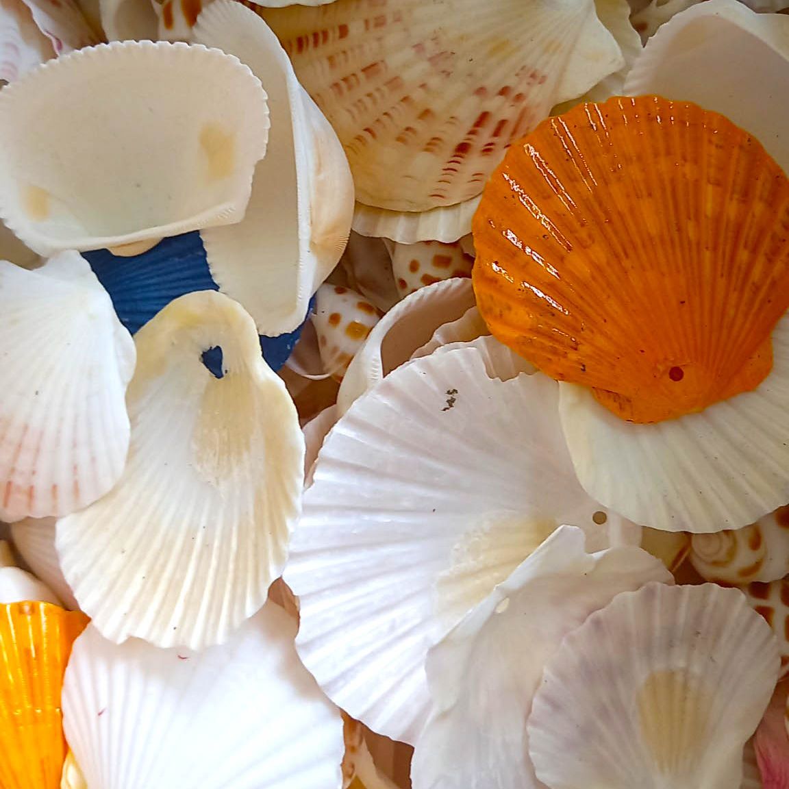 Vỏ Sò biển làm đồ handmade, chụp ảnh mỹ phẩm, chụp ảnh trang sức 1k/lá