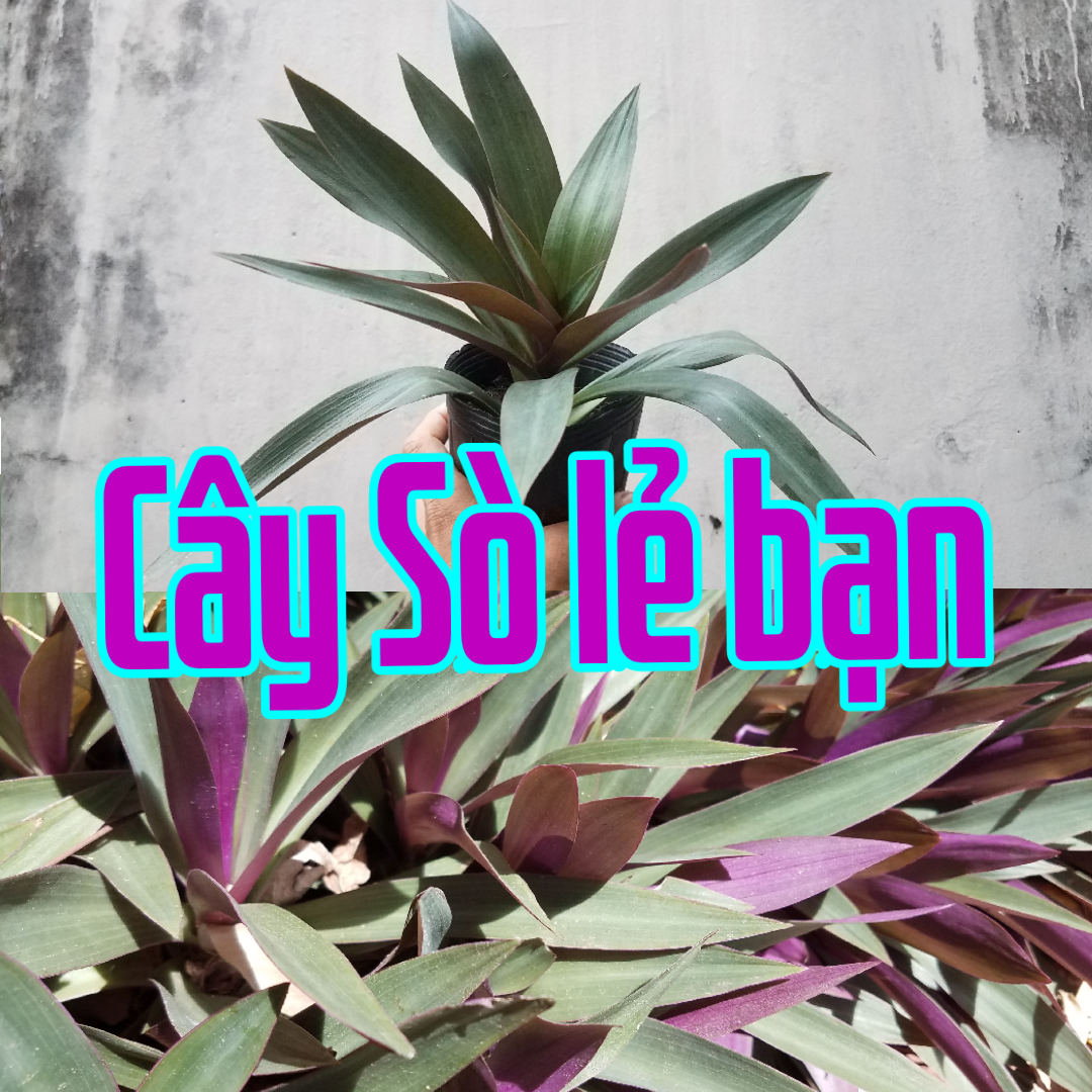 Cây Sò Lẻ bạn (Tặng phân bón dưỡng cây). Sò huyết, Bạng hoa, Sò tím..Tradescantia discolor L’Hér. Tha