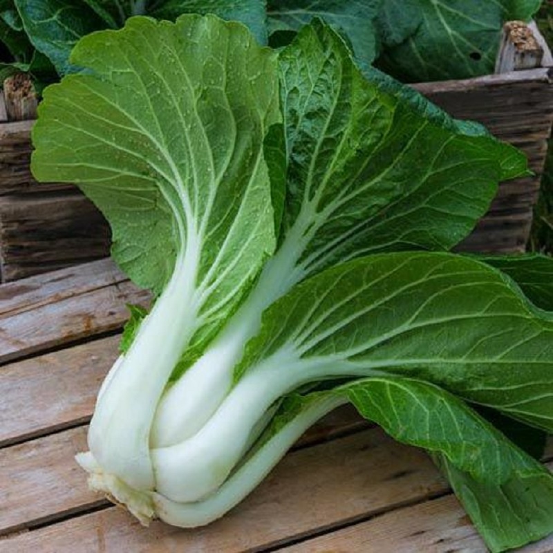Hạt giống cải bẹ trắng
