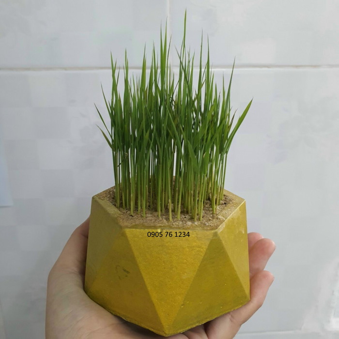Khuôn đúc chậu mini lục giác 9cm, 12cm trồng Sen Đá, Xương Rồng.