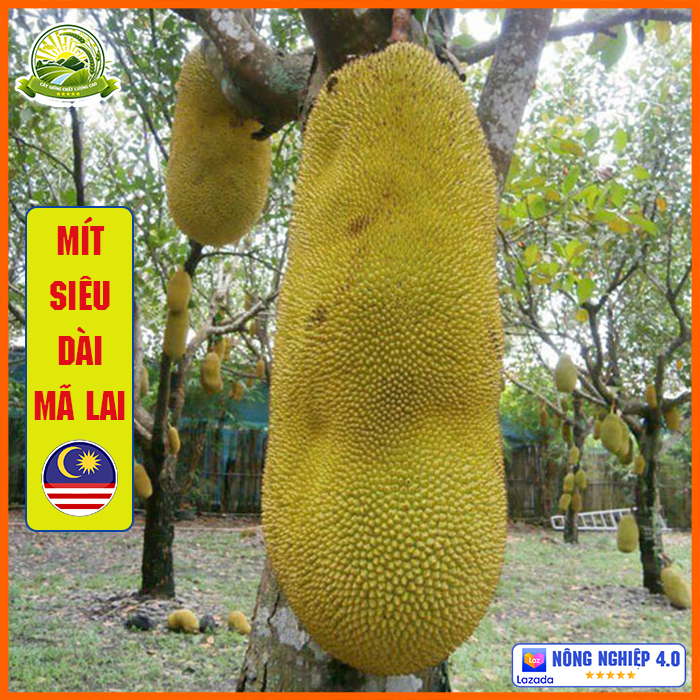 Cây giống mít trái dài Malaysia ghép mắt thân cao từ 60-80cm dễ trồng sinh trưởng nhanh năng suất cao trái siêu dài - QD06