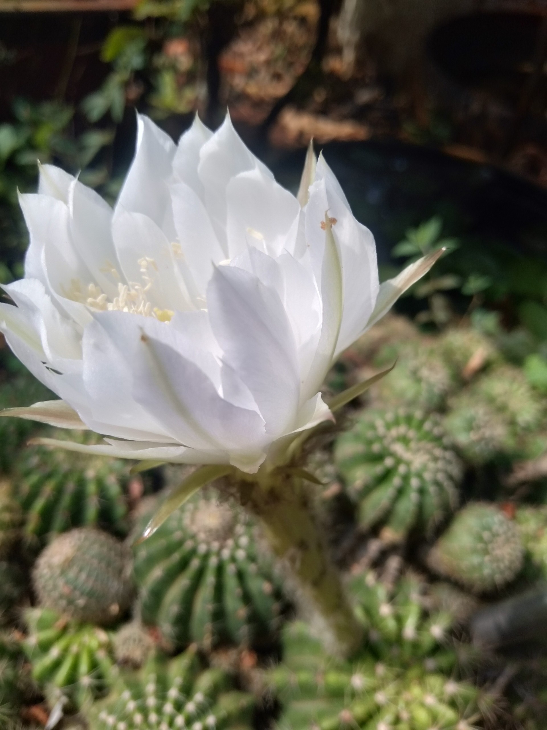XƯƠNG RỒNG BÍ XANH