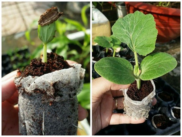 100 viên nén xơ dừa - ươm hạt, trồng rau thủy canh, ươm cây giống
