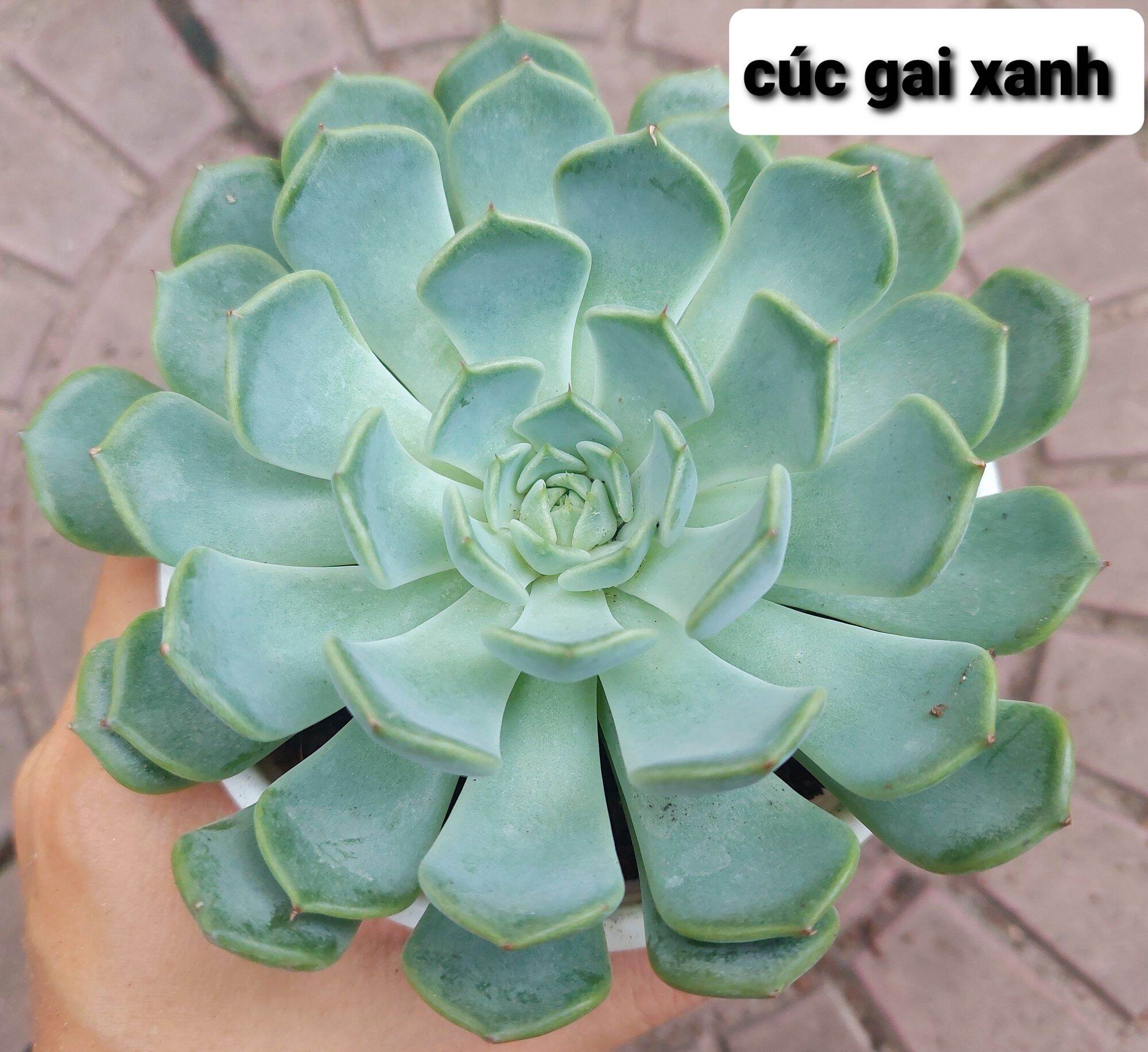 Sen đá CÚC GAI XANH size trung