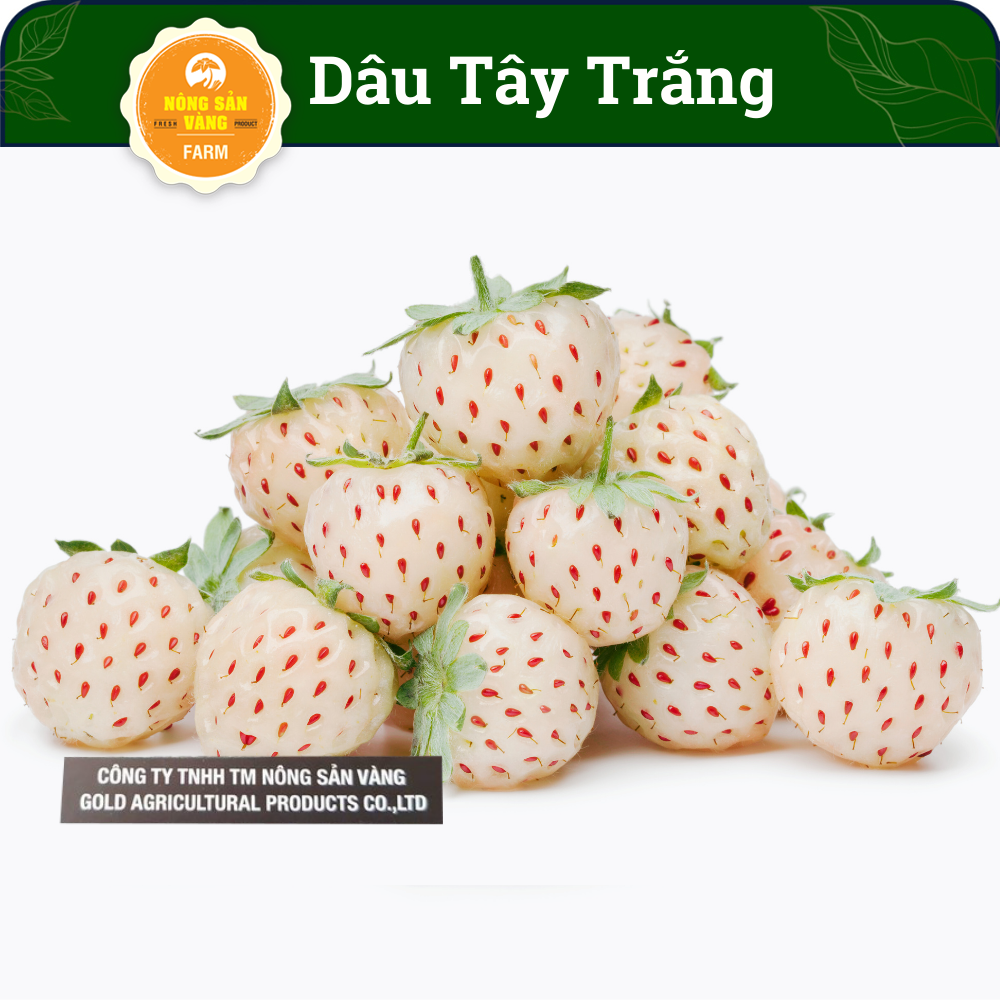 Hạt giống dâu tây trắng, có vị ngọt dịu thơm mùi dứa nhẹ, ăn ngon và đẹp mắt - nông sản vàng
