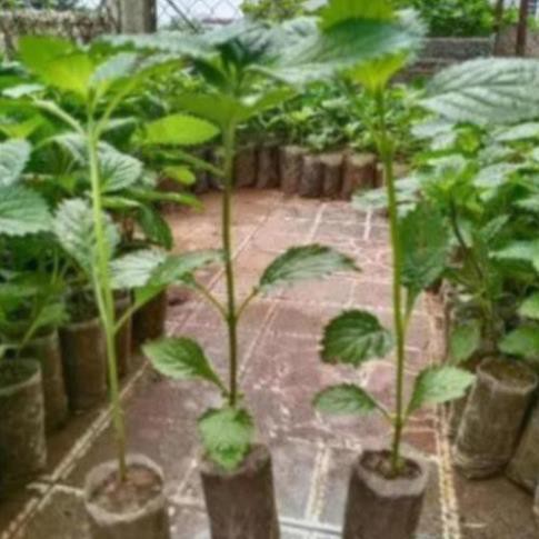 Combo 10 cây đuôi chuột hoa tím (Cây mạch lạc)