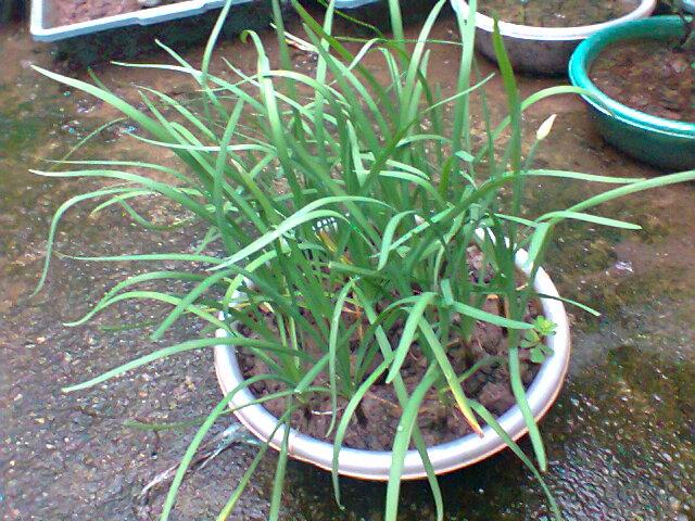 Cây Hẹ - Chậu Rau Giống