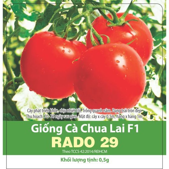 Hạt giống cà chua dễ trồng mọng nước