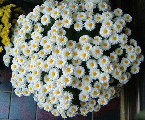 Hạt giống hoa Cúc Chi trắng 50 hạt  cây khỏe, nảy mầm tốt