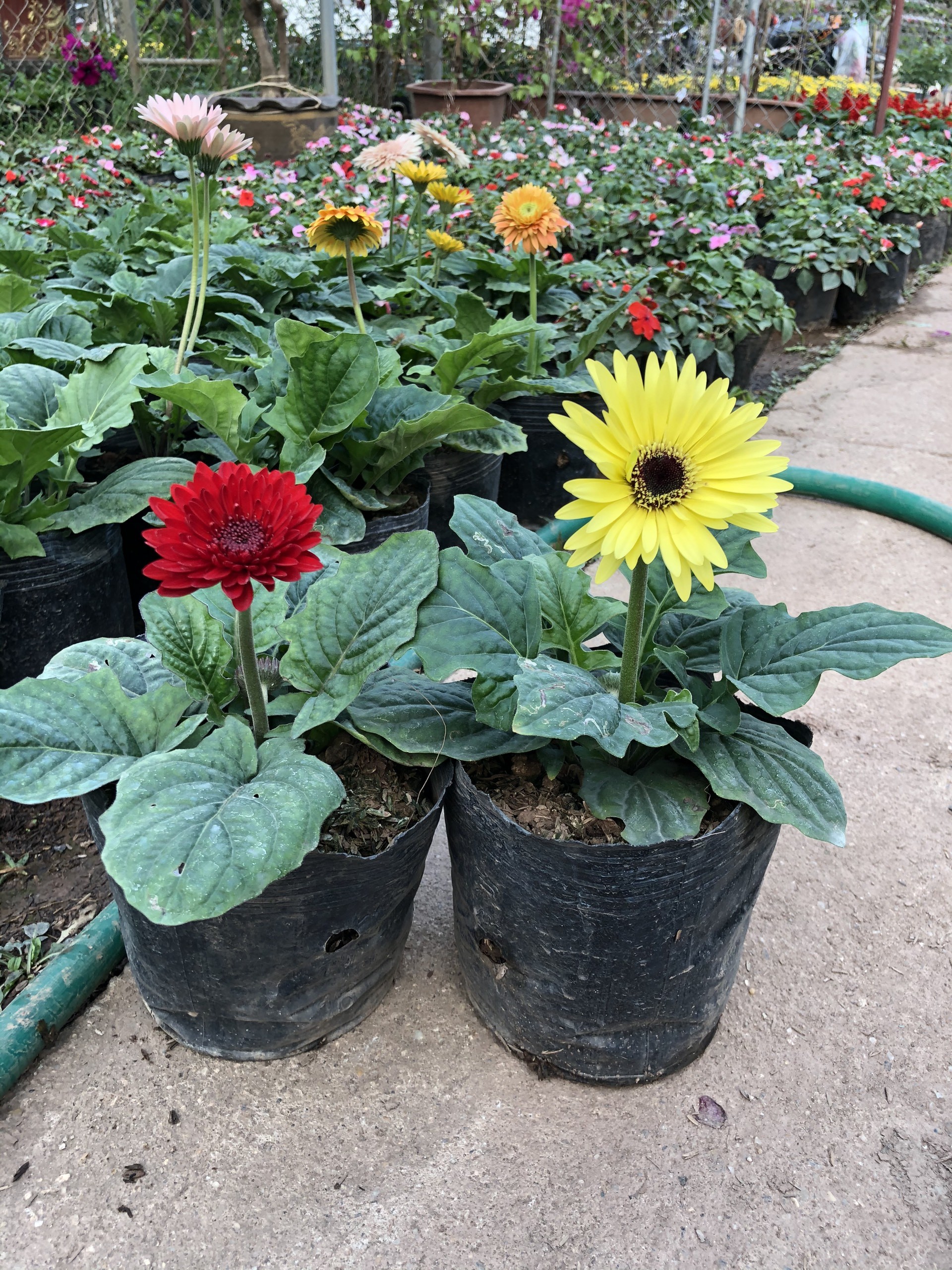 [HOA TẾT]- Cây Hoa Đồng Tiền đã có bông đẹp