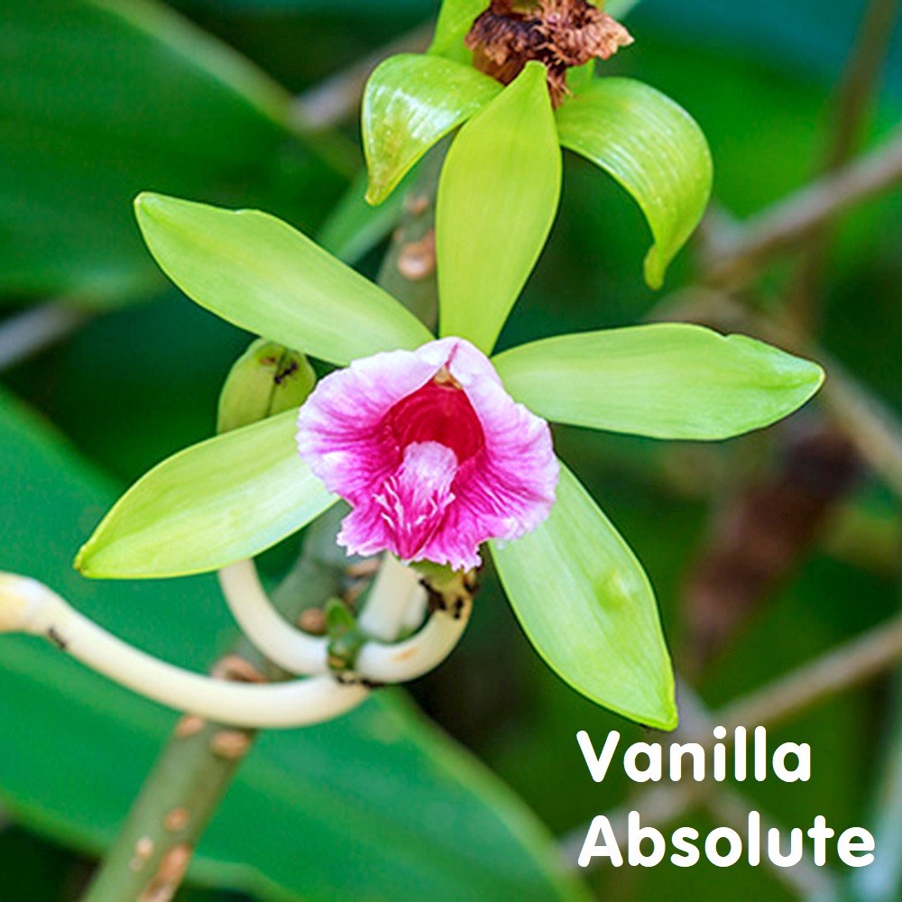 Tinh dầu Vani tuyệt đối Vanilla Essential Oil