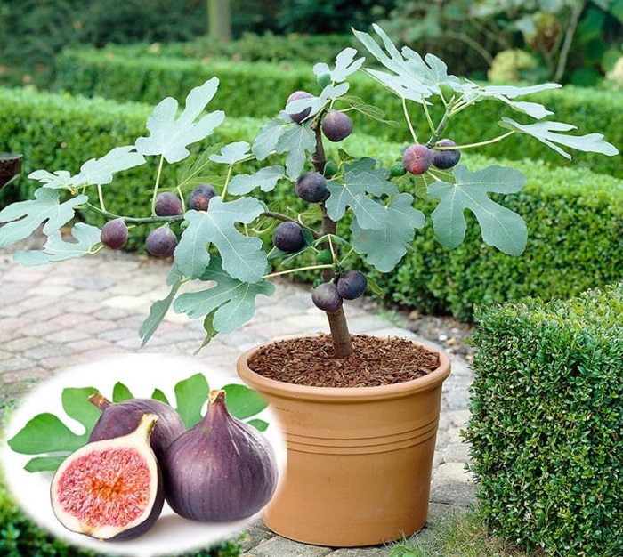 Hạt giống Sung mỹ cây bồi dưỡng sức khỏe sung như mỹ + tặng hạt giống ngẫu nhiên