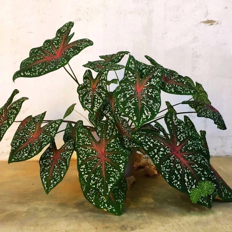 Cây môn Caladium Heart's Delight
