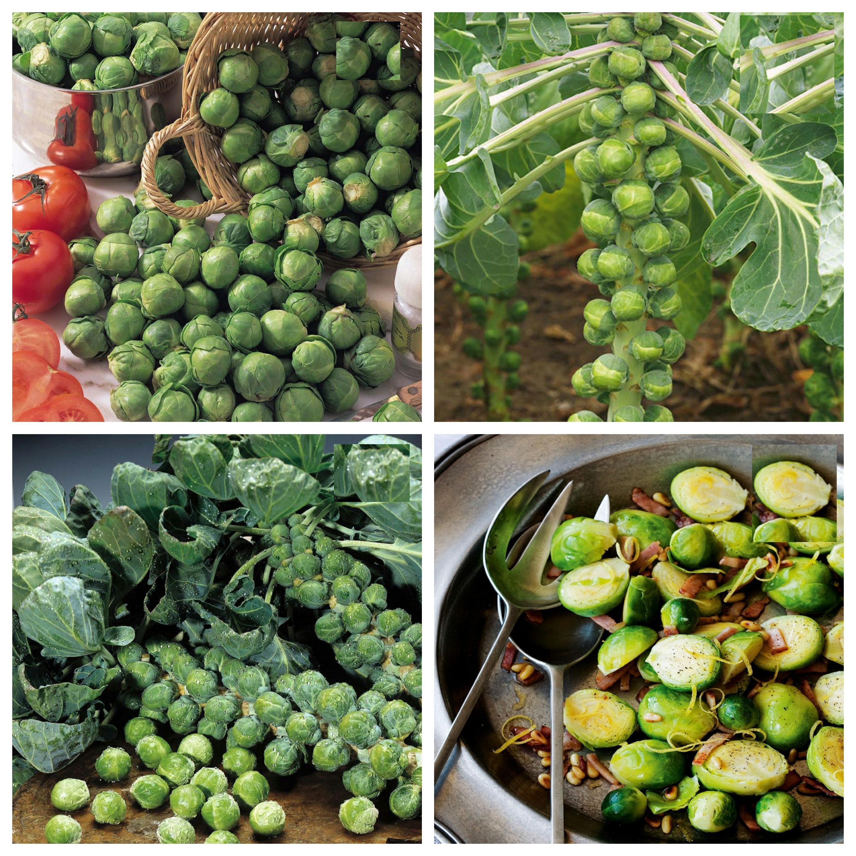 Hạt giống bắp cải tí hon xanh -gói 50 hạt