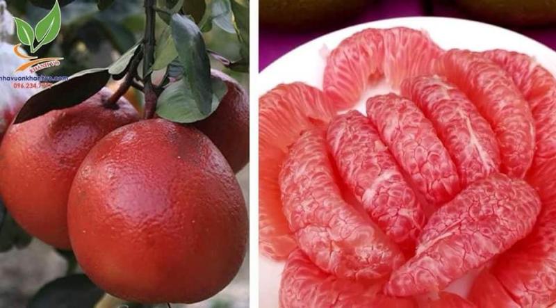 (FREESHIP Từ 50k) Cây giống bưởi đỏ luận văn hay bưởi tiến vua