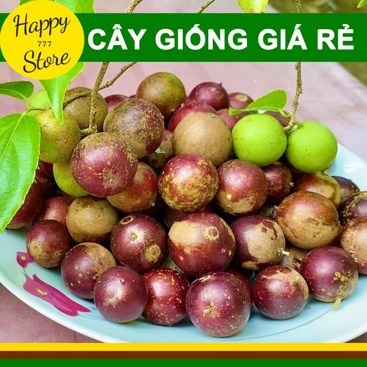 Cây giống hồng quân, cây giống bồ quân