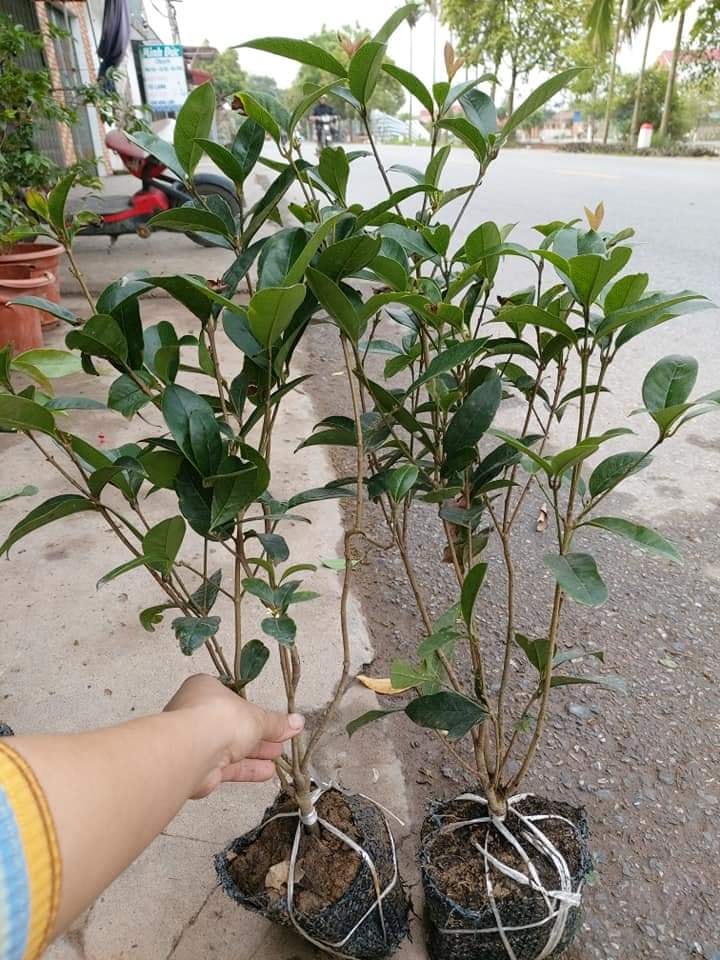 cây hoa mộc hương hoa vàng cao đẹp 80cm