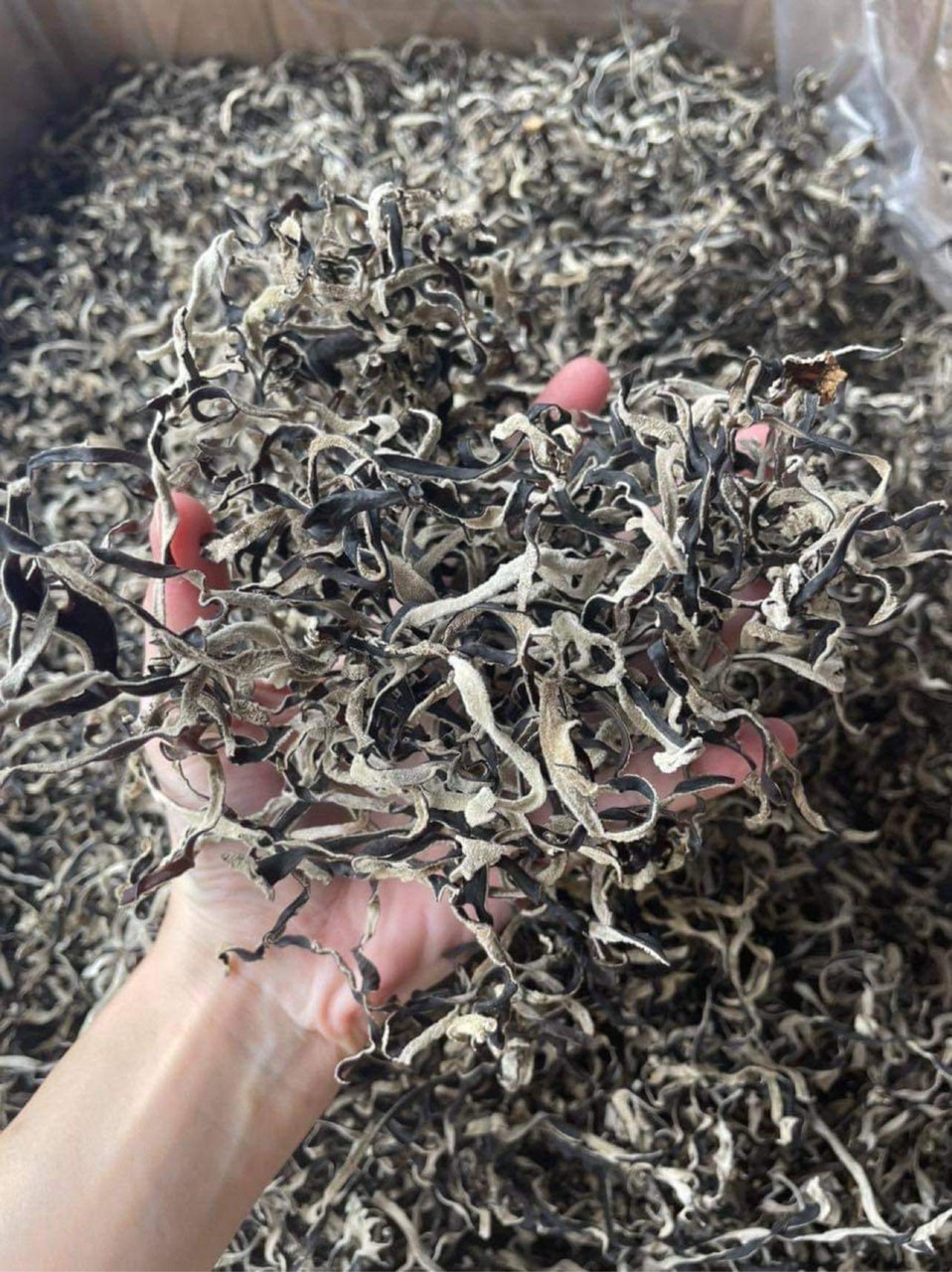 Nấm mèo sợi - nấm mộc nhĩ thái sợi ngon giòn dai tiện lợi