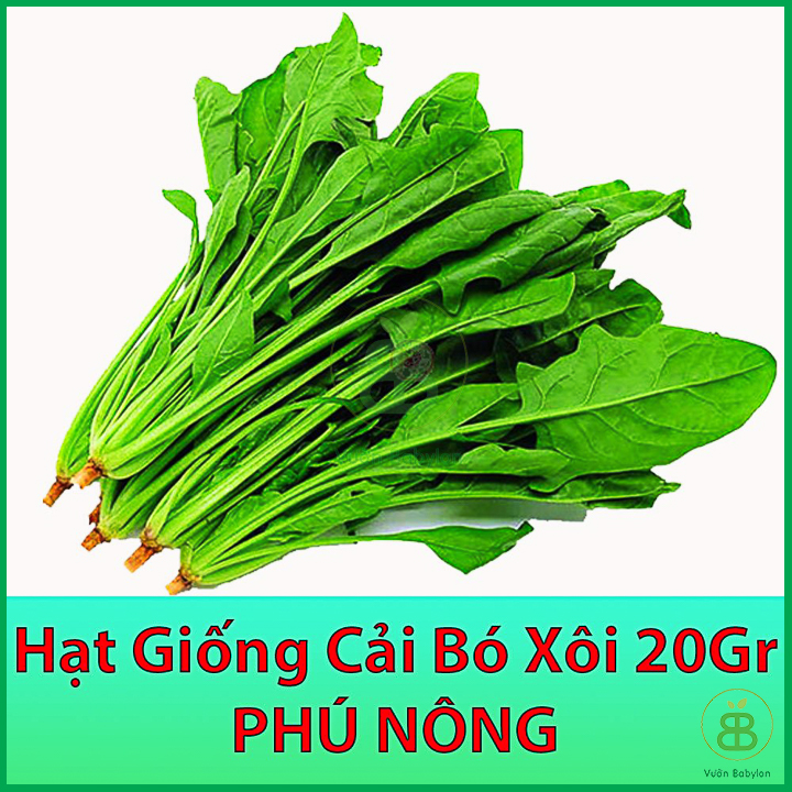 Hạt Giống Cải Bó Xôi (Rau Chân Vịt) 20Gr Dễ Trồng, Chịu Nhiệt