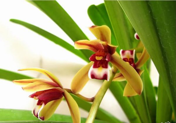 1 thân hoa lan kiếm tiên vũ mặt hoa xổ hàng rừng