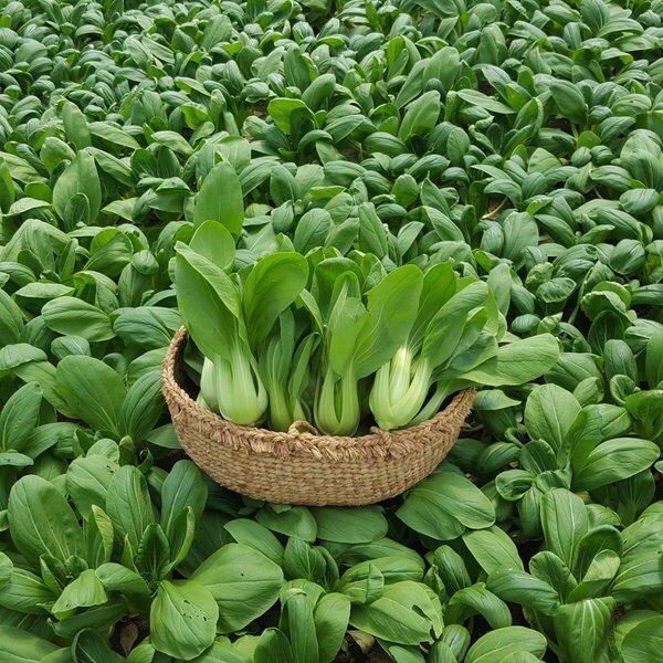 Cải thìa 77