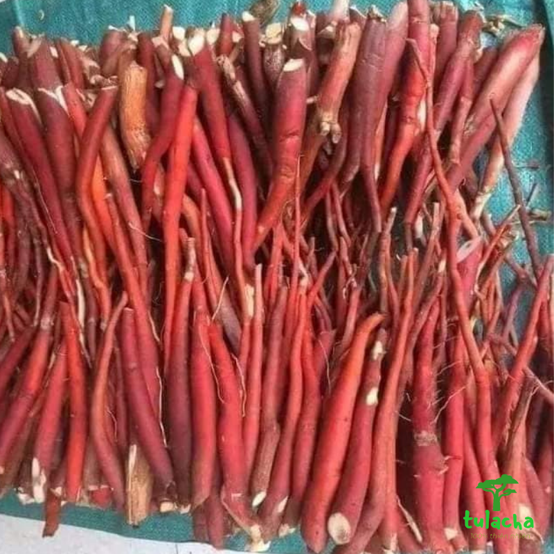 Sâm cau đỏ rừng Tây Bắc, sâm cau tươi ngâm rượu 1KG