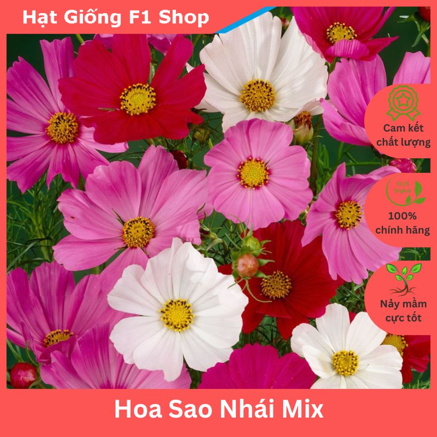 Hạt Giống Hoa Cúc Sao Nhái (Hoa Cánh Bướm) Mix Tỉ Lệ Nảy Mầm Cao (011.F1)