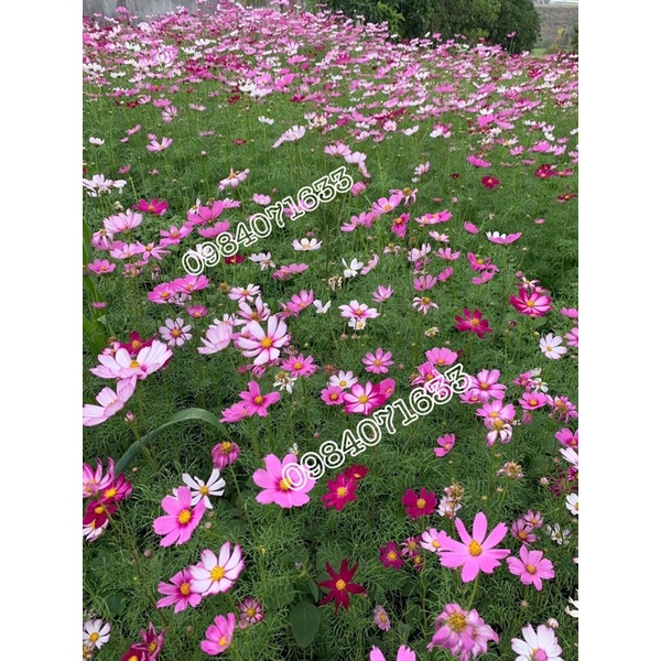 Hạt giống sao nhái gói 100g