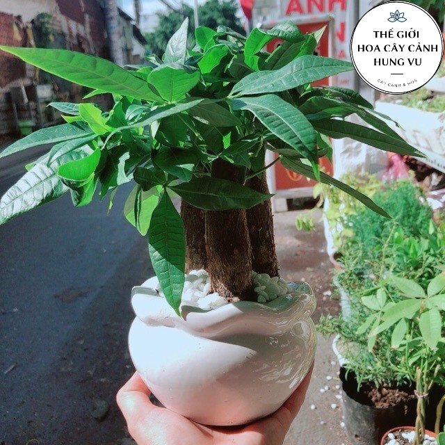Cây kim ngân 3 thân- Tam lộc .