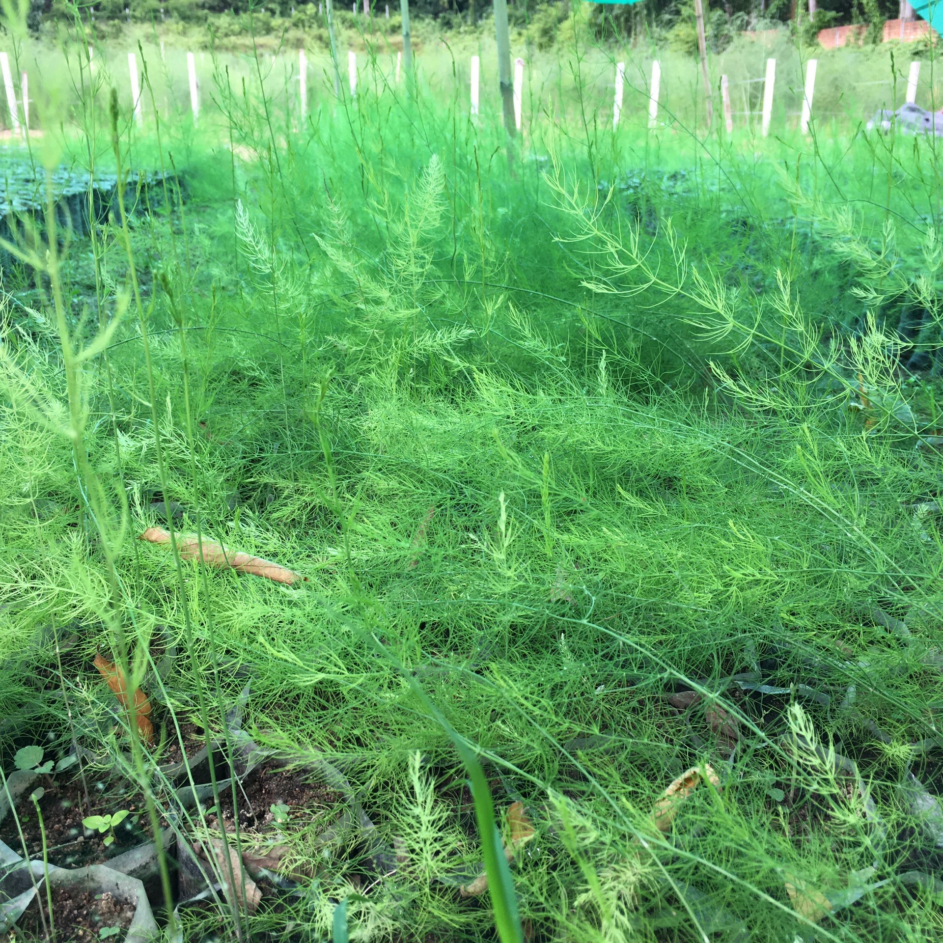 CÂY MĂNG TÂY GIỐNG F1 CHỊU NÓNG CHỊU HẠN, BỤI ĐÃ CÓ 3-4 NHÁNH