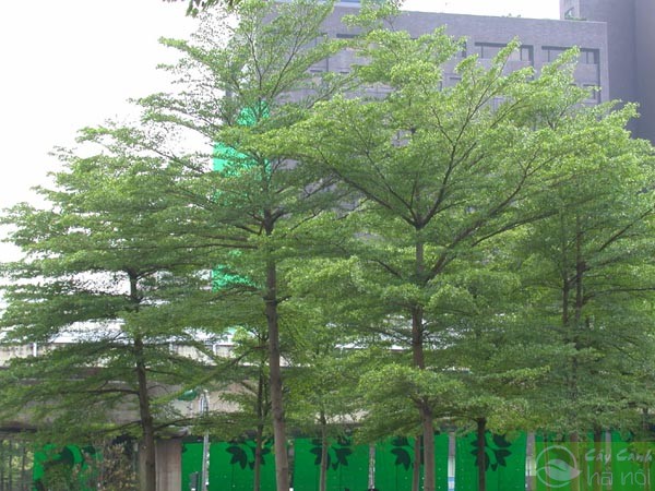 COMBO 3 CÂY BÀNG ĐÀI LOAN CAO TỪ 25-40 CM ( LÁ BÀNG NHỎ )