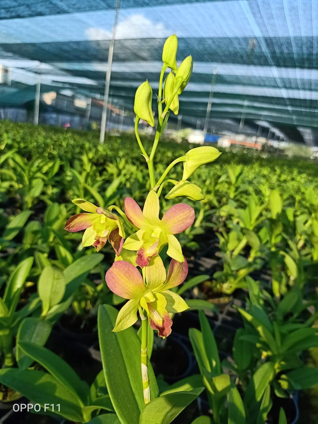 Chậu cây lan Dendro màu vàng pha cam