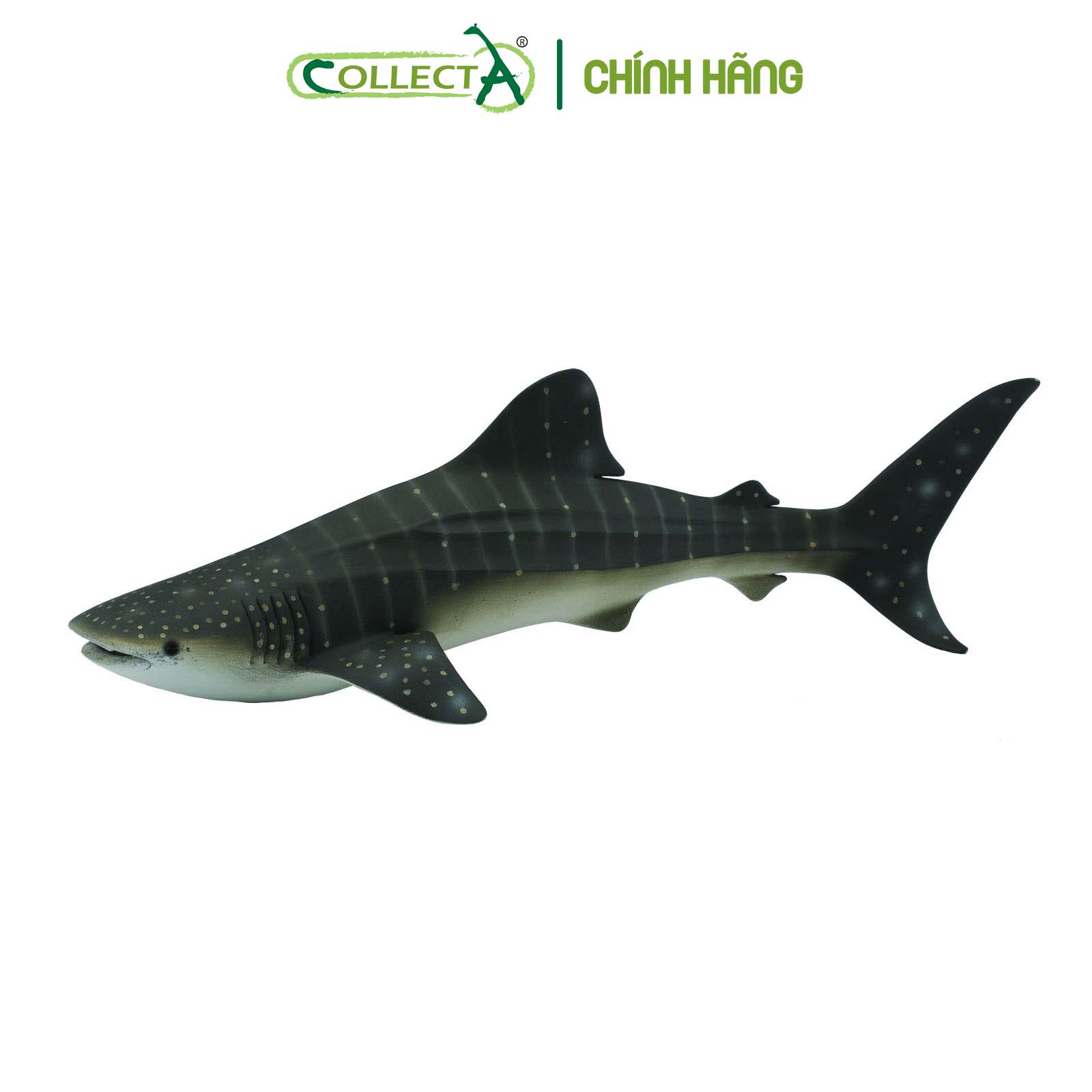 Đồ chơi mô hình động vật CollectA Cá Mập Voi - Whale Shark