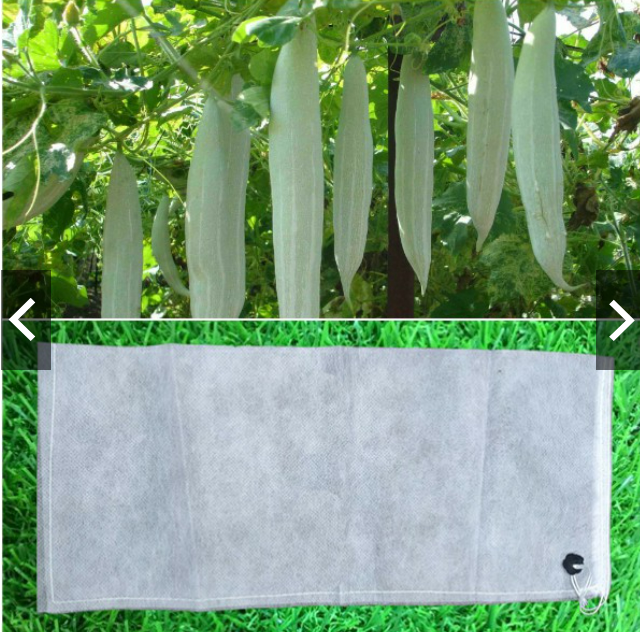 Set 50 túi bọc mướp, bầu, bí... kích thước 15x50(cm)