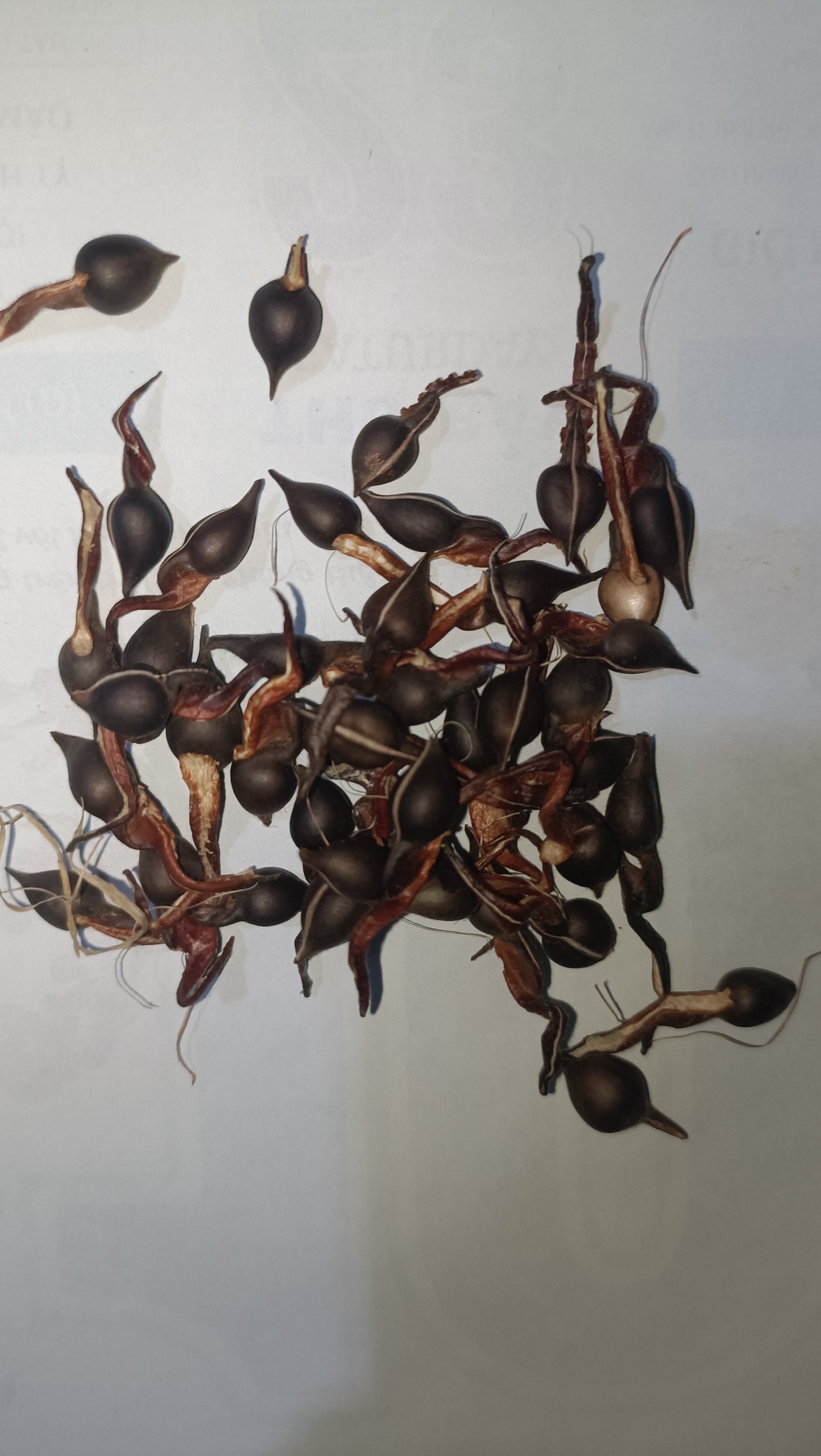Hạt giống cây gió bầu trầm hương