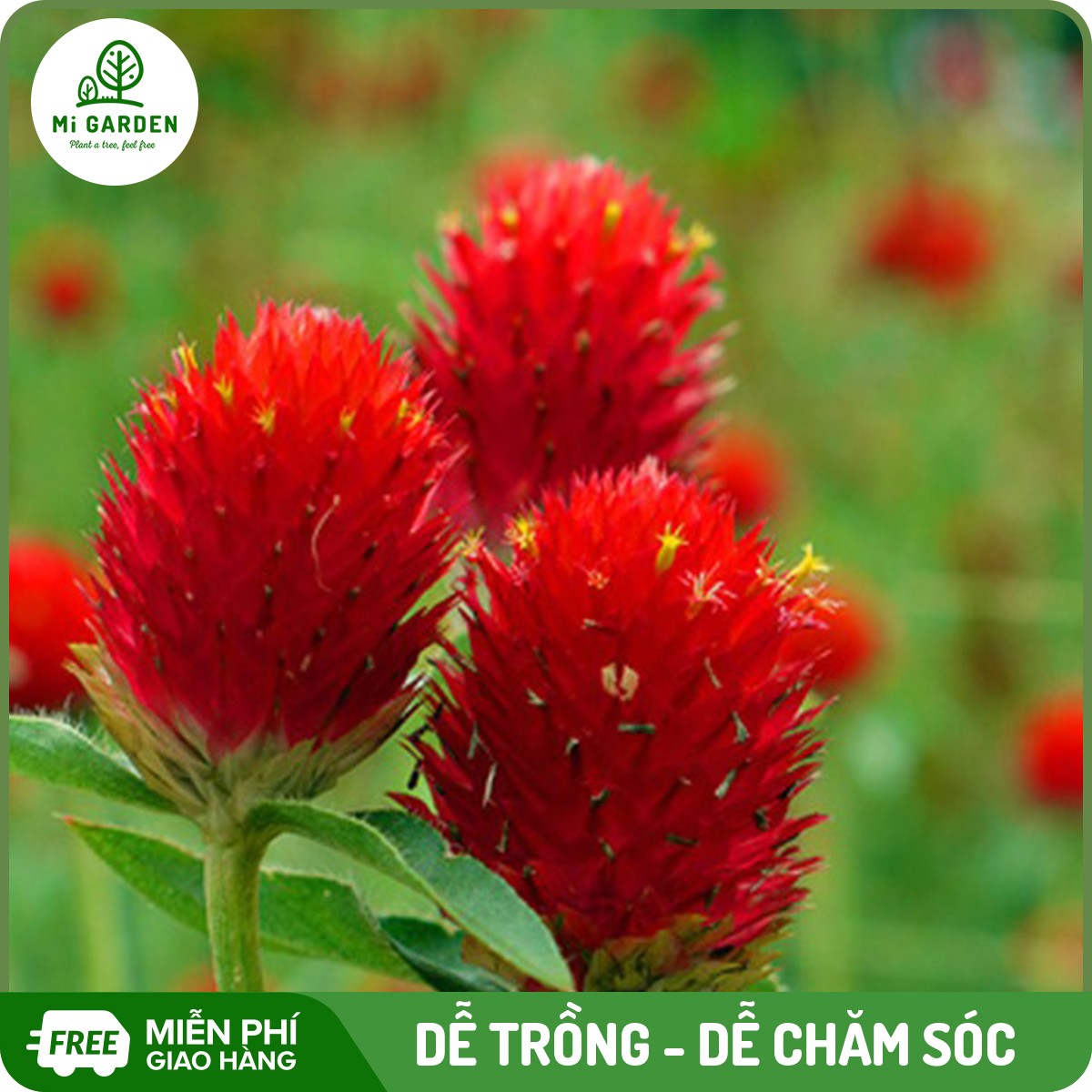 Hạt giống Cúc bách nhật đỏ Mi Garden, hạt giống dễ trồng, dễ chăm sóc, hoa đẹp