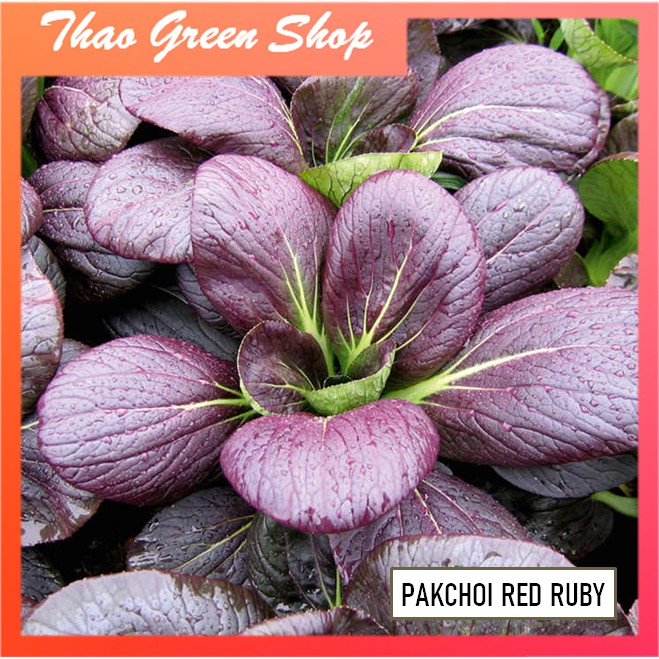 Hạt giống cải Pakchoi Tím 200 hạt