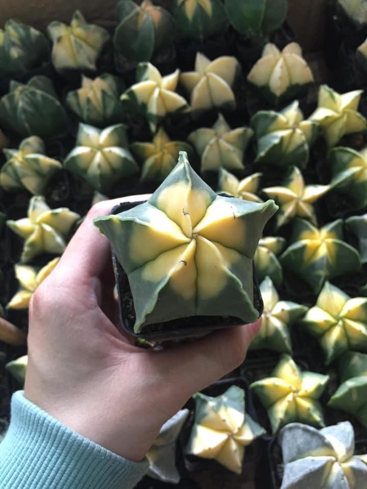 Xương rồng astro xanh đầu vàng