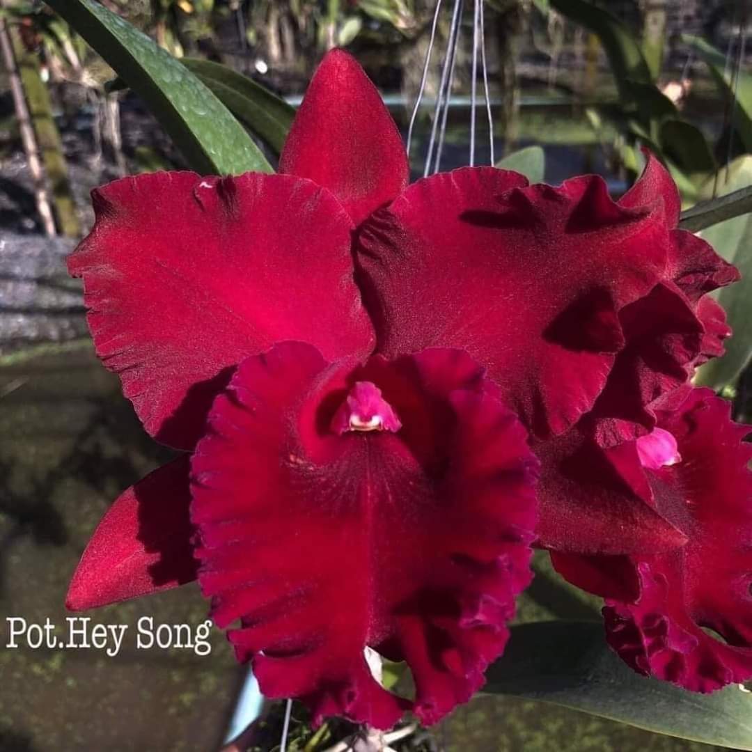 Hoa lan Catleya Hey Song Red, chậu cây trưởng thành, nhiều thân