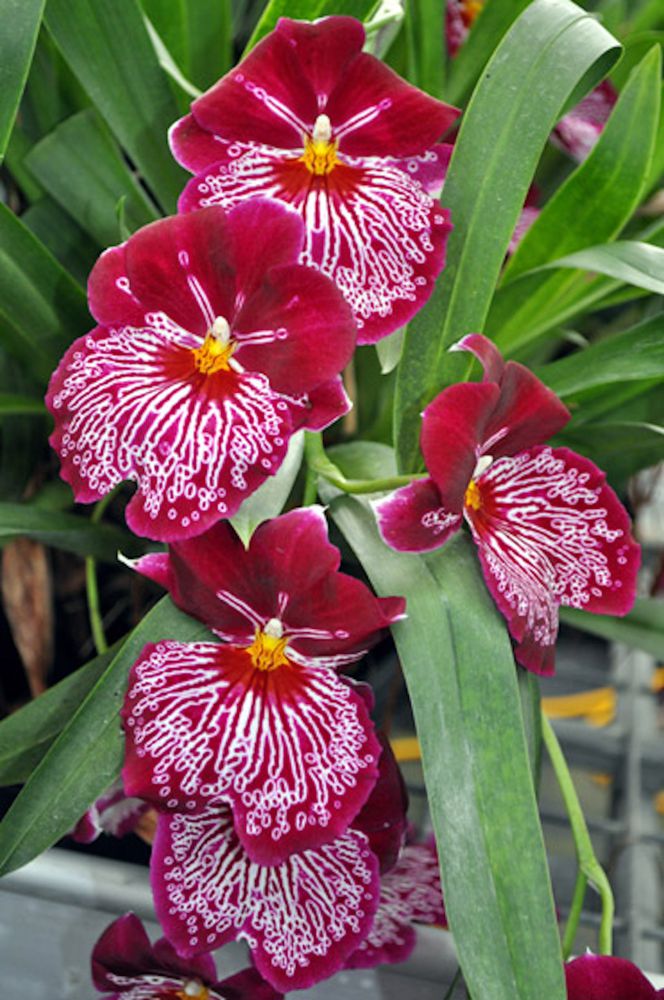 Vũ Nữ Miltonia- cây giống