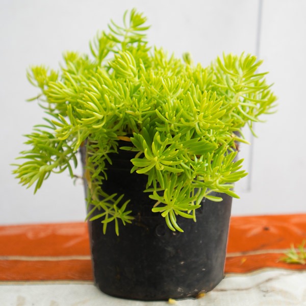 [TẶNG PHÂN BÓN] Mười giờ Úc - MH: TMM1005