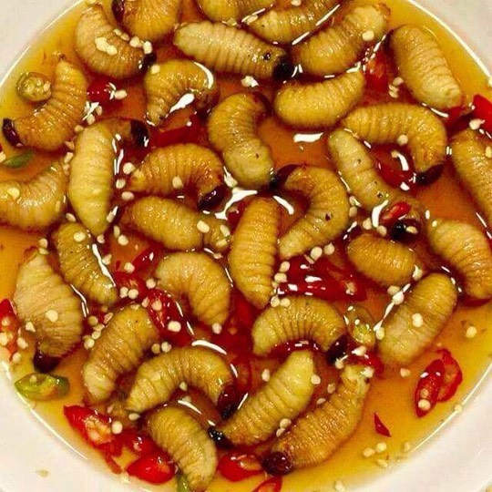 Đuông dừa tự nhiên - Combo 10 con đuông dừa miền Tây