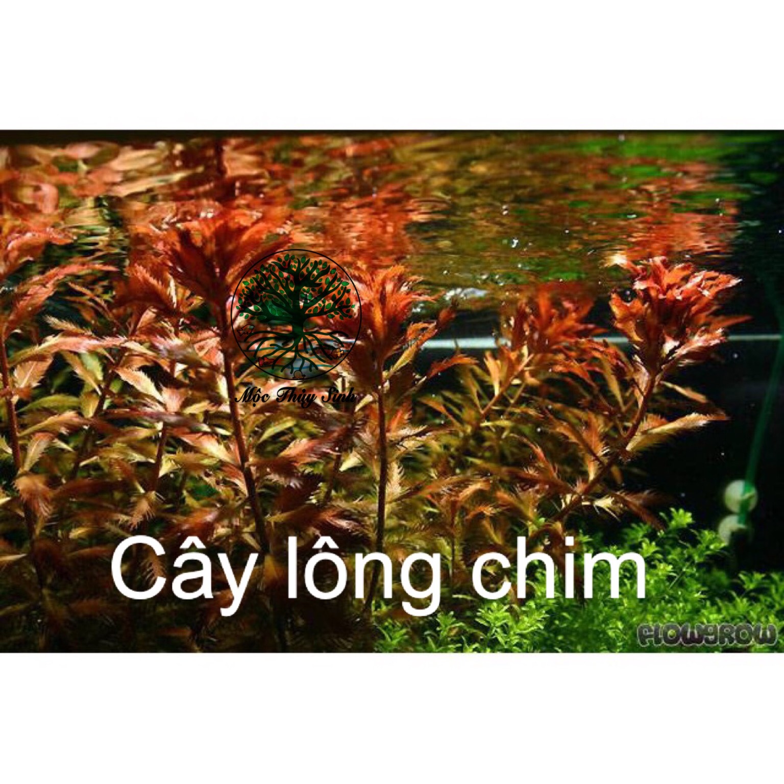 Ngọn cây lông chim thuỷ sinh - màu siêu đẹp, siêu xinh cho bề thuỷ xinh long lanh