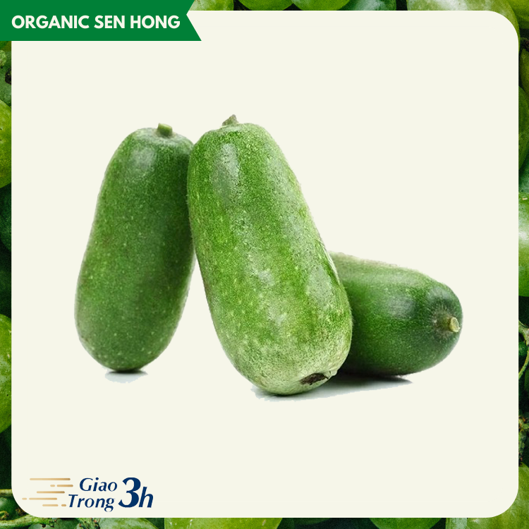 Bí xanh Sen Hồng