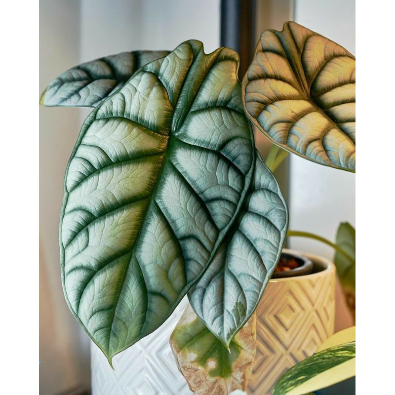 Cây  Rồng Bạc -  Alocasia Baginda Silver Dragon, cây con ,rễ nhiều, cây khỏe