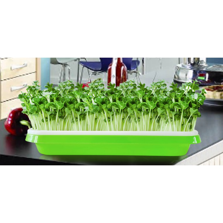 Bộ 2 Khay Nhựa trồng rau mầm