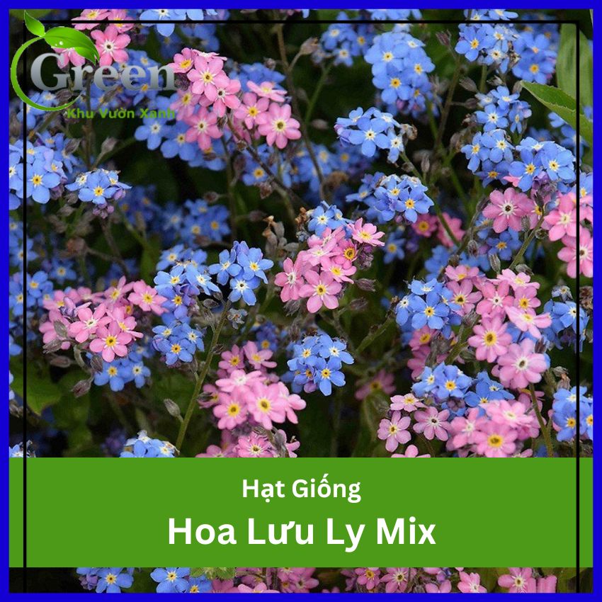Hạt Giống Hoa Lưu Ly Nhiều Màu Mix
