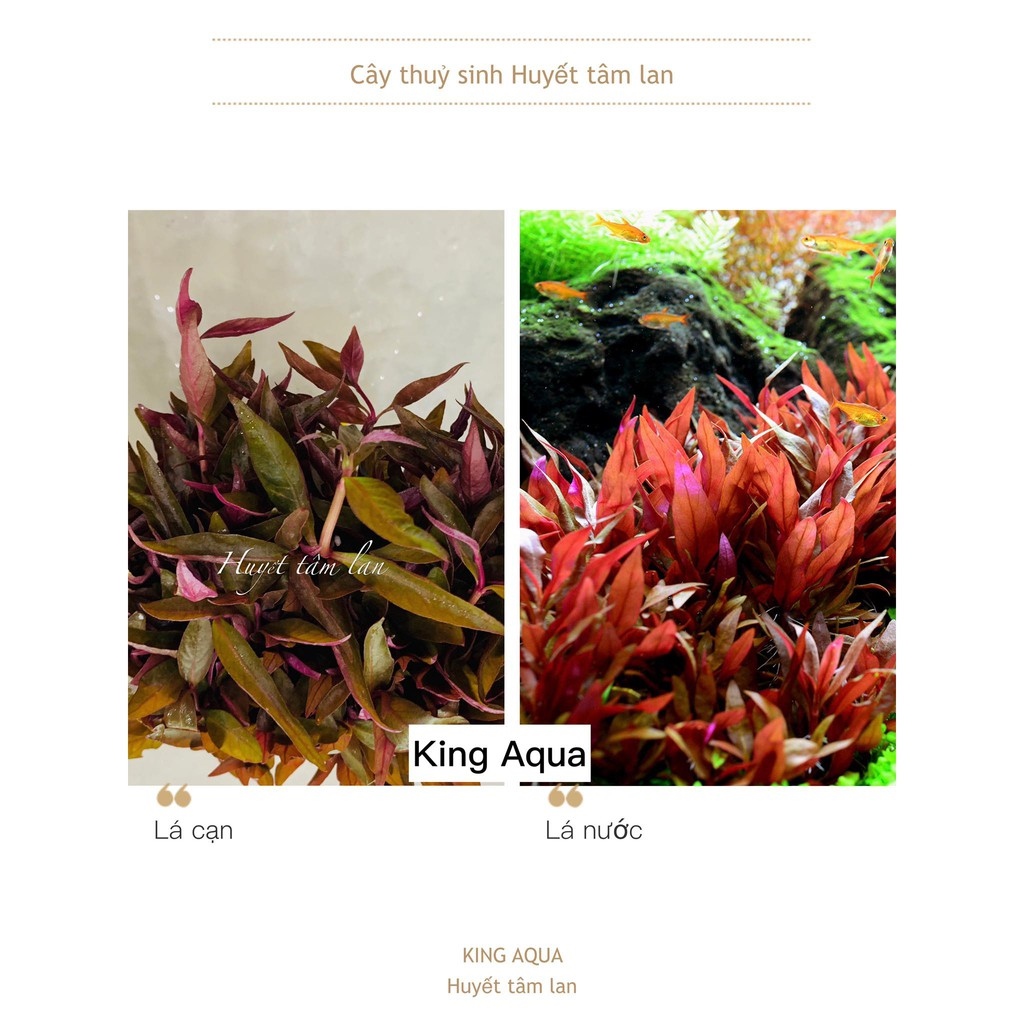 Cây thủy sinh Huyết Tâm Lan (Trung cảnh)